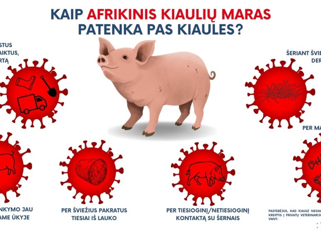 Straipsnio nuotrauka