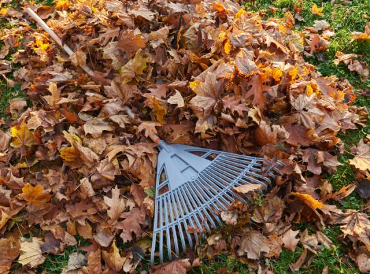 Rudens darbai: nepamirškime tinkamai tvarkyti žaliųjų atliekų