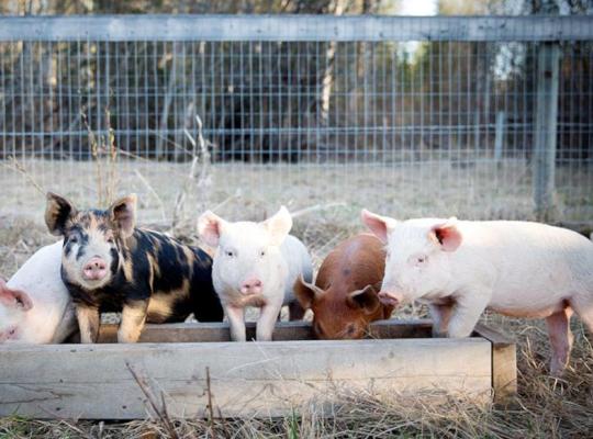 Kiaulių laikytojams už biologinio saugumo priemonių reikalavimų įgyvendinimą – valstybės parama