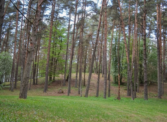 Straipsnio nuotrauka