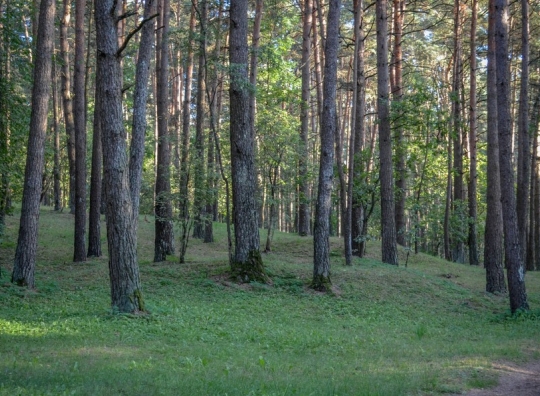 Straipsnio nuotrauka