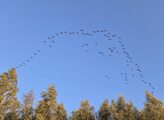 Straipsnio nuotrauka