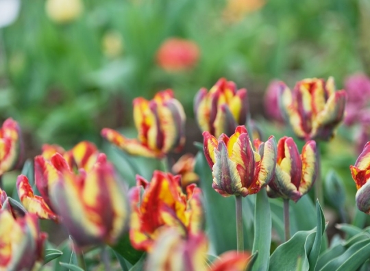 Straipsnio nuotrauka